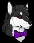  black_body black_fur bow_tie canid canine canis clyde_wolf digital_media_(artwork) domestic_dog feral fur hair headshot_portrait hi_res husky male mammal nordic_sled_dog portrait red_eyes shadow_the_husky simple_background solo spitz white_body white_fur 