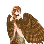  1girl bird_tail brown_feathers brown_hair brown_wings commentary_request feathers green_eyes hair_between_eyes harpy highres konalemonusrex7 long_hair looking_at_viewer looking_back monster_girl nude open_mouth original simple_background solo tail two-tone_wings white_background winged_arms wings 