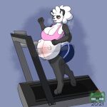  2021 abdominal_bulge absurd_res anthro bear belly big_belly big_breasts black_and_white_fur black_eyes blush bodily_fluids bottomwear bra breasts breath clothed clothing digital_drawing_(artwork) digital_media_(artwork) female giant_panda gym_bottomwear gym_clothing gym_shorts hair hi_res huge_breasts hyper hyper_pregnancy mama_dafang mammal pregnant running shorts solo solo_focus sports_bra sudsypup sweat sweatdrop treadmill unborn_kicking underwear white_hair wide_hips 