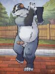  2023 anthro badger balls belly black_nose detailed_background erection eyes_closed fur genitals grey_body grey_fur headphones hi_res humanoid_hands k-9 male mammal mustelid musteline outside overweight overweight_male penis plant slightly_chubby solo swimming_pool tree 