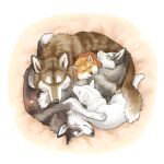  a-chan anthro ayaka canid canine canis dog_pile domestic_dog eyes_closed feral fuuga group hi_res husky hybrid kishu_inu kyappy mammal mashiro nordic_sled_dog shiba_inu shibeta sleeping spitz wolfdog 