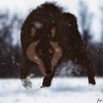  2023 ambiguous_gender blurred_background brown_body brown_eyes canid canine canis digital_media_(artwork) eyebrows feral hi_res kadafh kadafh_(character) looking_at_viewer mammal paws raised_leg simple_background snow snowing solo wolf 