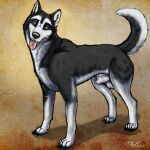  2023 alaskan_malamute animal_genitalia balls canid canine canis domestic_dog feral genitals hi_res looking_at_viewer magnum male mammal nordic_sled_dog quadruped sheath solo spitz tongue wolfywetfurr_(artist) 