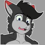  anthro blue_eyes canid canine canis coloredprinter digital_media_(artwork) disgust domestic_dog fur hair husky looking_down male mammal multicolored_body multicolored_fur nordic_sled_dog open_mouth red_ears simple_background solo spitz two_tone_body two_tone_fur wolf 