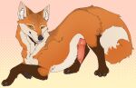  2022 animal_genitalia animal_penis canid canine canine_genitalia canine_penis domesticoyote feral fox genitals knot male mammal penis simple_background solo 