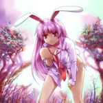  animal_ears breasts bunny_ears bunny_tail danchizuma dress_shirt large_breasts leaning_forward long_hair necktie no_bra no_pants open_clothes open_shirt panties purple_hair red_eyes red_neckwear reisen_udongein_inaba shirt side-tie_panties smirk solo tail touhou underwear 