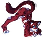  ambiguous_gender anthro blue_eyes butt clouded_leopard felid fur hi_res jack-o&#039;_pose male mammal pantherine pose red_body red_fur roisca shyphorra_(artist) solo tail white_body white_fur 