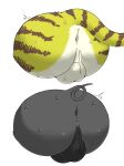  2023 anus backsack balls black_body bodily_fluids butt domestic_pig duo felid gayousi7 genitals hi_res kemono male mammal pantherine simple_background suid suina sus_(pig) sweat tiger white_background white_body yellow_body 