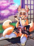  anthro asian_clothing canid canine cherry_blossom cherry_blossom_tree cherry_tree clothing drinking east_asian_clothing fox fruit_tree girly hi_res japan japanese_clothing kimono male mammal noppe-bo plant solo tree 