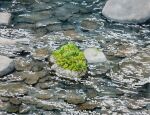  grass highres naoy_watercolor no_humans original painting_(medium) pebble plant realistic rock still_life traditional_media water watercolor_(medium) 