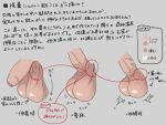  anatomy arrow_(symbol) bara disembodied_penis erection flaccid foreskin highres how_to male_focus motion_lines original penis sagging_testicles sequential shrimp_g_r18 testicles translation_request uncensored veins veiny_penis 