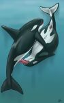  10:16 69_position animal_genitalia animal_penis anus beuwens-folder blowhole brown_eyes cetacean cetacean_genitalia cetacean_penis dolphin dorsal_fin duo erection eyes_closed fellatio female female_on_bottom feral feral_on_feral fin flippers genital_slit genitals hi_res intraspecies male male/female male_on_top mammal mammary_slits marine oceanic_dolphin on_bottom on_top open_mouth oral oral_penetration orca penetration penile penis pregnant pregnant_female pussy sex sharp_teeth slit tail tail_fin tapering_penis teeth tongue toothed_whale underwater underwater_sex vein water 