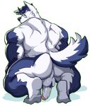  1boy animal_ear_fluff animal_ears ass back bara blue_doggo_(ttn) blue_fur blue_hair dog_boy dog_ears erection full_body highres large_pectorals looking_back male_focus muscular muscular_male original pectorals presenting short_hair solo squatting thick_eyebrows thick_thighs thighs ttn_(239_239) two-tone_fur uncensored white_fur 