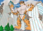  anthro bennie city city_destruction felid growth hi_res iliakitsune macro male mammal muscular pantherine size size_growth tiger 