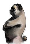  age_difference anthro armpit_hair body_hair canid canine canis crossed_arms domestic_dog hi_res male mammal molosser musclegut nude older_male pubes pug side_view slightly_chubby small_molosser smile solo toy_dog willums 