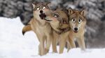  16:9 canid canine canis draw_over female feral funny_face group humor male mammal outside photo_editing powerinfinity snow trio widescreen winter wolf 