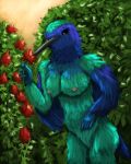  4:5 absurd_res animal_genitalia anthro avian bird birdtember blue_body blue_feathers breasts cloaca feathers female flower garden genitals green_body green_feathers hi_res hummingbird iridescent_feathers leaf long_beak nipples plant solo standing swallow_tail_hummingbird yenocwolf 