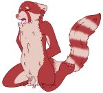  2017 3_toes ailurid alpha_channel anthro balls blind chastity_cage chastity_device digital_drawing_(artwork) digital_media_(artwork) edging eyes_closed feet fluffy fluffy_tail fur genitals hi_res humanoid_genitalia humanoid_penis kneeling male mammal markings moan noa_(xenzjolras) nude pawpads penis pent_up pineappleswizzle pink_pawpads plantigrade red_body red_fur red_panda signature solo striped_markings striped_tail stripes tail tail_markings tan_body tan_fur toes tongue tongue_out 