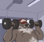  animated anthro bodily_fluids body_hair boomer_(nanoff) canid canine canis chubby_male clothing dumbbell exercise garage hat headgear headwear invalid_tag male mammal mature_male musclegut muscular muscular_male nanoff shirtless solo sweat weightlifting weights wolf workout 