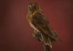 ambiguous_gender avian barn_owl beak bird feathers feral hi_res kotia masked_owl owl simple_background solo tytonid 