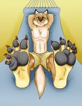  2017 5_toes abs anthro armpit_hair barefoot black_nose body_hair bottomwear brandon_bites brown_body brown_fur canid canine canis chest_hair chest_tuft claws clothed clothing domestic_dog feet foot_focus fur hammock hands_behind_back happy humanoid_feet looking_at_viewer lying male mammal on_back partially_clothed pawpads paws pecs plantigrade prick_ears red_eyes shorts simple_background smile snout soles solo toe_claws toe_curl toes topless topless_anthro topless_male tuft wuffeet yellow_background 