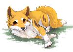  canid canine canis dipstick_tail domestic_dog female feral fox fur grass hi_res hybrid kitsuneinu lying mammal markings on_side orange_body orange_fur plant red_eyes simple_background solo tail tail_markings tsukune_minaga white_background white_body white_fur 