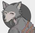  1boy animal_ears beastars black_eyes body_fur closed_mouth fish7163 furry furry_male grey_background grey_fur legoshi looking_at_viewer looking_back male_focus scar scar_on_back simple_background solo upper_body wolf_boy wolf_ears 