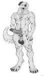  absurd_res anthro arm_on_leg balls belly big_feet big_knot black_claws black_markings canid canine canis chain claws curl_tail dew_claws digital_media_(artwork) digitigrade domestic_dog feet genitals hi_res holding_knot_root jenklin_(character) kangal knot livestock_guardian_dog male mammal markings molosser monochrome mountain_dog muscular neck_tuft nipples pastoral_dog pink_paws saggy_balls shepherdart simple_background smile smiling_at_viewer solo spots spotted_belly teasing_viewer tuft white_background white_body 