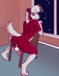  absurd_res anthro balls bazengo butt canid canine chair chair_position from_behind_position fur furniture generation_7_pokemon genitals hi_res leaning_on_object looking_at_viewer lycanroc male mammal midnight_lycanroc nintendo penis pokemon pokemon_(species) presenting presenting_hindquarters purple_eyes raised_tail red_body red_fur sex solo tail white_body white_fur 