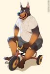  2023 anthro bicycle black_body black_fur borkthunder bottomwear canid canine canis clothing cycling dante_(borkthunder) dobermann domestic_dog fur hi_res male mammal overweight overweight_male pinscher shirt shorts solo topwear tricycle 