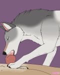  animated anthro azashar bodily_fluids canid canine canis cum domestic_dog duo female feral genital_fluids german_shepherd herding_dog hi_res knot male male/female mammal mechanical_monster_factory oral pastoral_dog paws penile standing tongue wolf 
