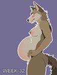  3:4 anthro areola belly big_belly big_nipples billybobjoey blush bodily_fluids breasts butt canid canine canis coyote erect_nipples flat_shading fur genitals green_eyes hi_res intersex lactating leaking_milk male mammal milk neck_tuft nipples nude outline pregnant pregnant_male progression series side_view simple_background solo tail text tuft vector worried worried_face worried_look 