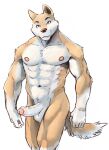  abs anthro balls biceps canid canine canis casual_erection casual_nudity domestic_dog erection foreskin fur genitals hi_res humanoid_genitalia humanoid_hands humanoid_penis male mammal manly muscular muscular_anthro muscular_male navel nipples nude pecs penis quads simple_background solo solo_focus tail zhaqez 