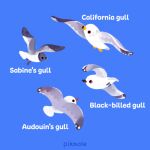  animal_focus audouin&#039;s_gull beak bird bird_wings black-billed_gull black_wings blue_background california_gull empty_eyes english_text feathered_wings feathers flying grey_feathers grey_wings gull looking_afar looking_ahead looking_up no_humans no_sclera orange_eyes original pikaole red_eyes sabine&#039;s_gull seabird seagull signature simple_background solid_circle_eyes solid_eyes white_feathers white_wings wings yellow_eyes 