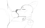  animated anthro canid canine dedartistguy duo fellatio female male male/female mammal oral penile sex unfinished 