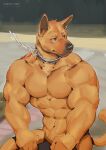  2021 abs anthro brown_eyes canid canine canis canyne_khai chain collar domestic_dog fur male mammal muscular muscular_male pecs petplay road roleplay signature solo yellow_body yellow_fur 