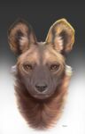  2020 african_wild_dog ambiguous_gender artist_name brown_body brown_fur canid canine digital_media_(artwork) digital_painting_(artwork) front_view fur gradient_background grey_background grey_nose headshot_portrait hi_res looking_at_viewer mammal portrait shaded simple_background solo white_background wolfbane154 