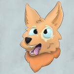  absurd_res blue_eyes brown_body brown_fur canid canine canis domestic_dog ears_up fur hi_res looking_at_viewer male mammal simple_background solo teeth teeth_showing tongue tongue_out 