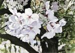  cherry_blossoms flower highres no_humans original painting_(medium) realistic still_life toirom_pmxh traditional_media tree watercolor_(medium) white_flower 