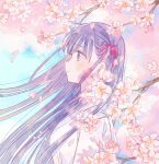  1girl blue_sky blunt_bangs cherry_blossoms commentary fate/stay_night fate_(series) from_side hair_ribbon highres light_blush light_smile long_hair machi_(uqyjee) matou_sakura pink_ribbon purple_eyes purple_hair ribbon shirt sky solo white_shirt 
