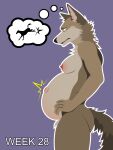  3:4 abdominal_bulge anthro areola balls belly big_belly big_nipples billybobjoey breasts butt canid canine canis coyote flat_shading fur genitals green_eyes hi_res intersex male mammal neck_tuft nipples nude open_mouth outline pained_expression pregnant pregnant_male progression series side_view simple_background solo speech_bubble tail text thought_bubble tuft vector worried worried_face worried_look 