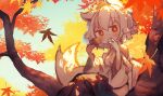  1girl animal_ears autumn autumn_leaves bare_shoulders blush breasts chii_(tsumami_tsumamare) closed_mouth detached_sleeves eating food hair_between_eyes hat highres holding holding_food in_tree inubashiri_momiji japanese_clothes leaf maple_leaf medium_breasts red_eyes red_headwear short_hair sitting sitting_in_tree solo sweet_potato tail tokin_hat touhou tree white_hair white_sleeves wide_sleeves wolf_ears wolf_tail 
