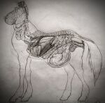  absurd_res anatomically_correct anatomy artist_bugghost belly bladder bone breasts centaur english_text equid equid_taur female fetus guts heart_(organ) hi_res humanoid_taur internal intestines kidney lung mammal mammal_taur organs pregnant spine tail taur text uterus young 