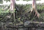  day grass mitsuaki_takeuchi no_humans original outdoors roots scenery sketch stone_wall tree wall 