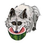  ambiguous_gender brown_eyes canid canine canis digital_media_(artwork) feral fluffy food fruit fur grey_body grey_fur hi_res holding_food holding_object looking_aside mammal melon mouth_hold noisy_fur plant purple_nose simple_background solo unknown_artist watermelon watermelon_slice white_background wolf 