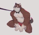  anthro bulge canid canine canis clenched_teeth clothed clothing collar echo_(game) echo_(series) echo_project fur hi_res kneeling leash leash_pull leashed_collar leo_alvarez looking_up male mammal muscular muscular_anthro muscular_male nipples red_body red_fur shirt_collar simple_background solo stoatallynate teeth underwear underwear_only visual_novel wolf 