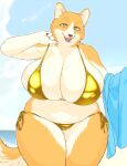  2023 amad_no_moto anthro beach big_breasts bikini black_nose breasts bulging_breasts canid canine canis cleavage clothed clothing domestic_dog emanata eyebrows eyelashes female fur glistening glistening_bikini glistening_clothing glistening_swimwear gold_bikini huge_breasts inner_ear_fluff kemono looking_at_viewer mammal open_mouth outside seaside side-tie_bikini solo string_bikini swimwear tan_body tan_fur thick_thighs towel tuft white_body white_fur wide_hips yellow_eyes 