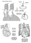  anatomy anthro anthro_pred ashe_(shyguy9) big_breasts biped bloated bodily_fluids breasts covering covering_ears diagram digestion dragon english_text esophageal_sphincter esophagus featureless_face female female_pred female_prey guts heart_(organ) heartbeat hi_res human human_prey information inside_stomach internal intestines long_neck lung male male_prey mammal oral_vore organs semi-anthro shyguy9 silhouette spine stomach stomach_acid text thick_thighs unwilling_prey vore 