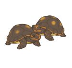  ambiguous_gender digital_drawing_(artwork) digital_media_(artwork) duo feral matuska reptile scalie shell tortoise turtle 