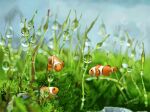  animal_focus blurry blurry_background clownfish dated depth_of_field fish floating grass highres leaf no_humans original signature tainosuke water_drop 